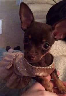 female-chihuahua-in-dress